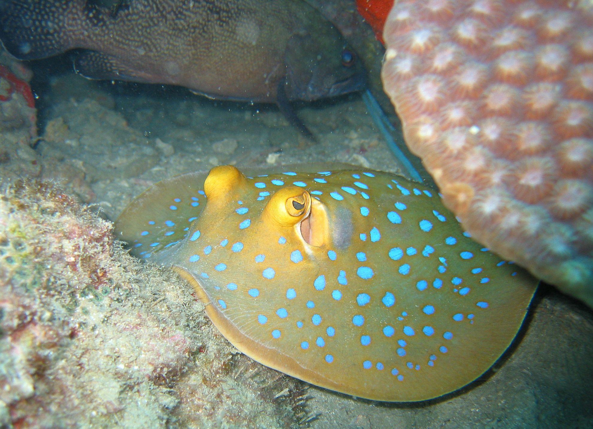 Cool Stingrays Logo - File:Blue spotted stingray.jpg - Wikimedia Commons