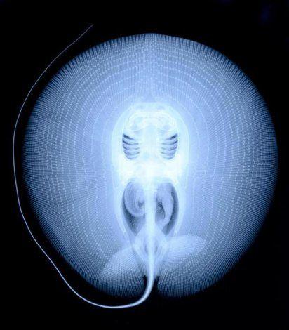 Cool Stingrays Logo - New stingray species has amazingly cool-looking skeleton | Grist