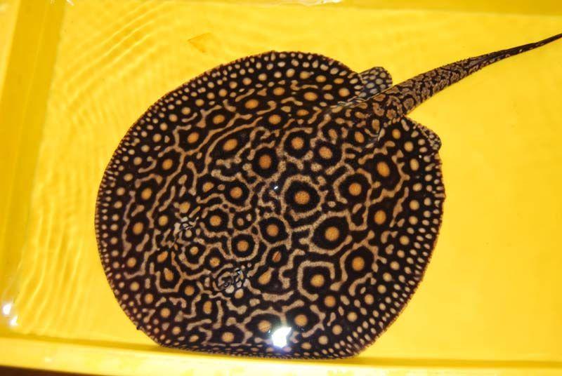 Cool Stingrays Logo - Royal Marble fresh water stingray | Fish!