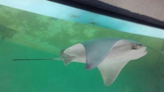 Cool Stingrays Logo - cool stingray of Newport Aquarium, Newport