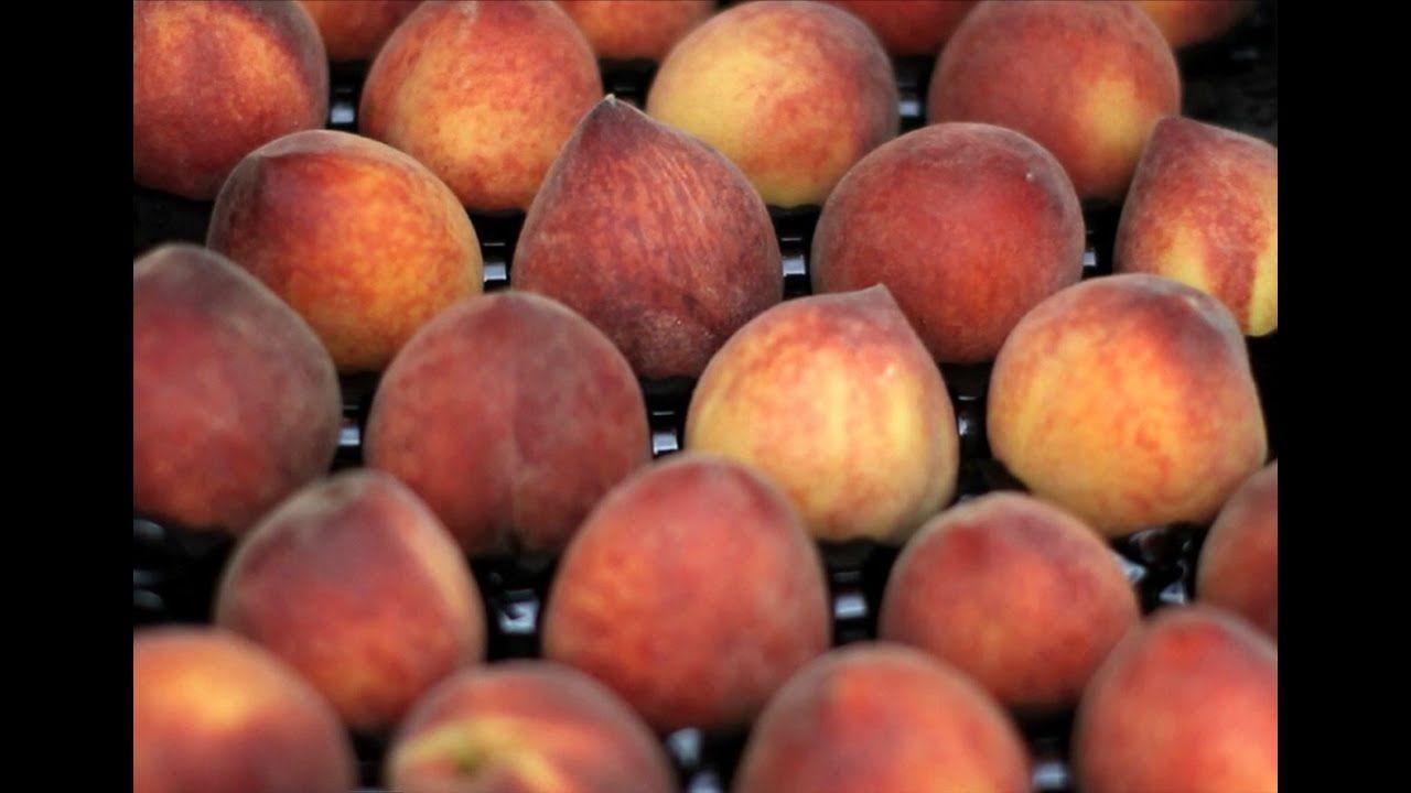 Necterine Food Logo - Figuring out the difference between nectarines and peaches - YouTube