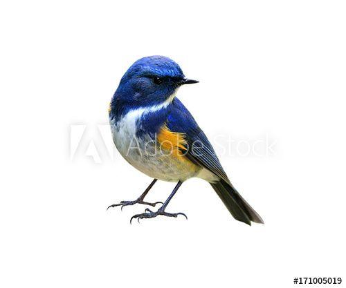 Blue Bird with Yellow Background Logo - Himalayan Bluetail Or Red Flanked, Orange Flanked Bush Robin