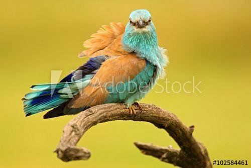Blue Bird with Yellow Background Logo - Nice colour light blue bird European Roller sitting on the branch