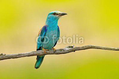 Blue Bird with Yellow Background Logo - European Roller sitting on the branch, blurred yellow background