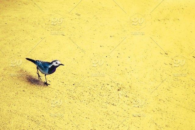 Blue Bird with Yellow Background Logo - Little Bird On A Yellow Background. 8f5e9bd3 C033 482e