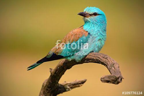 Blue Bird with Yellow Background Logo - European Roller, beautiful colour light blue bird sitting on the ...