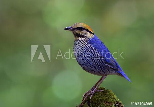 Blue Bird with Yellow Background Logo - Blue Pitta (Hydrornis cyaneus) colorfull blue bird with yellow and ...