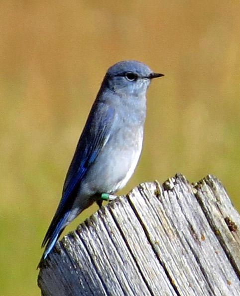 Blue Bird with Yellow Background Logo - Mountain Bluebird Resighting | Jackson Hole Wildlife Foundation