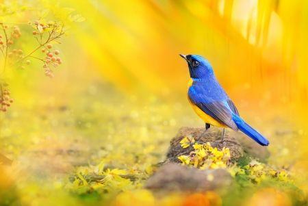 Blue Bird with Yellow Background Logo - Bird - Birds & Animals Background Wallpapers on Desktop Nexus (Image ...