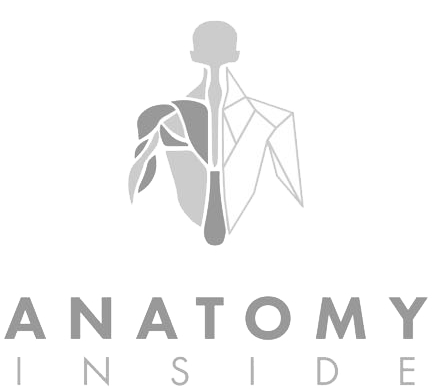 Anatomy Logo - Human Anatomy Courses - Dissection and prosection courses