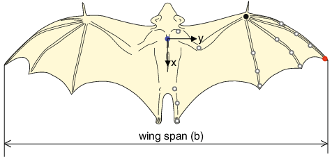 Black Bat with Red Circle Logo - Positions of kinematics markers on the dorsal surface of the bat