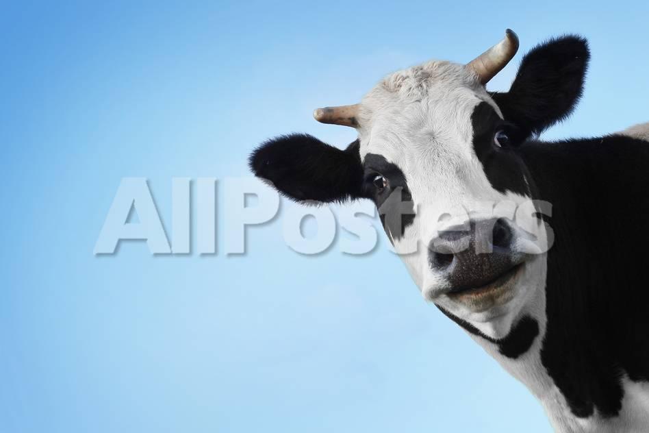 Black and White Cow Logo - Funny Smiling Black And White Cow On Blue Clear Background ...