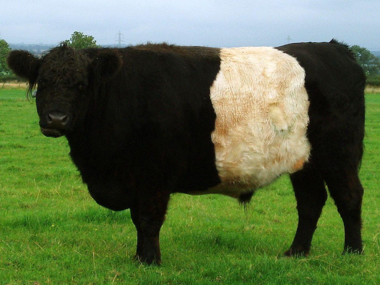 Black and White Cow Logo - Belted Galloway