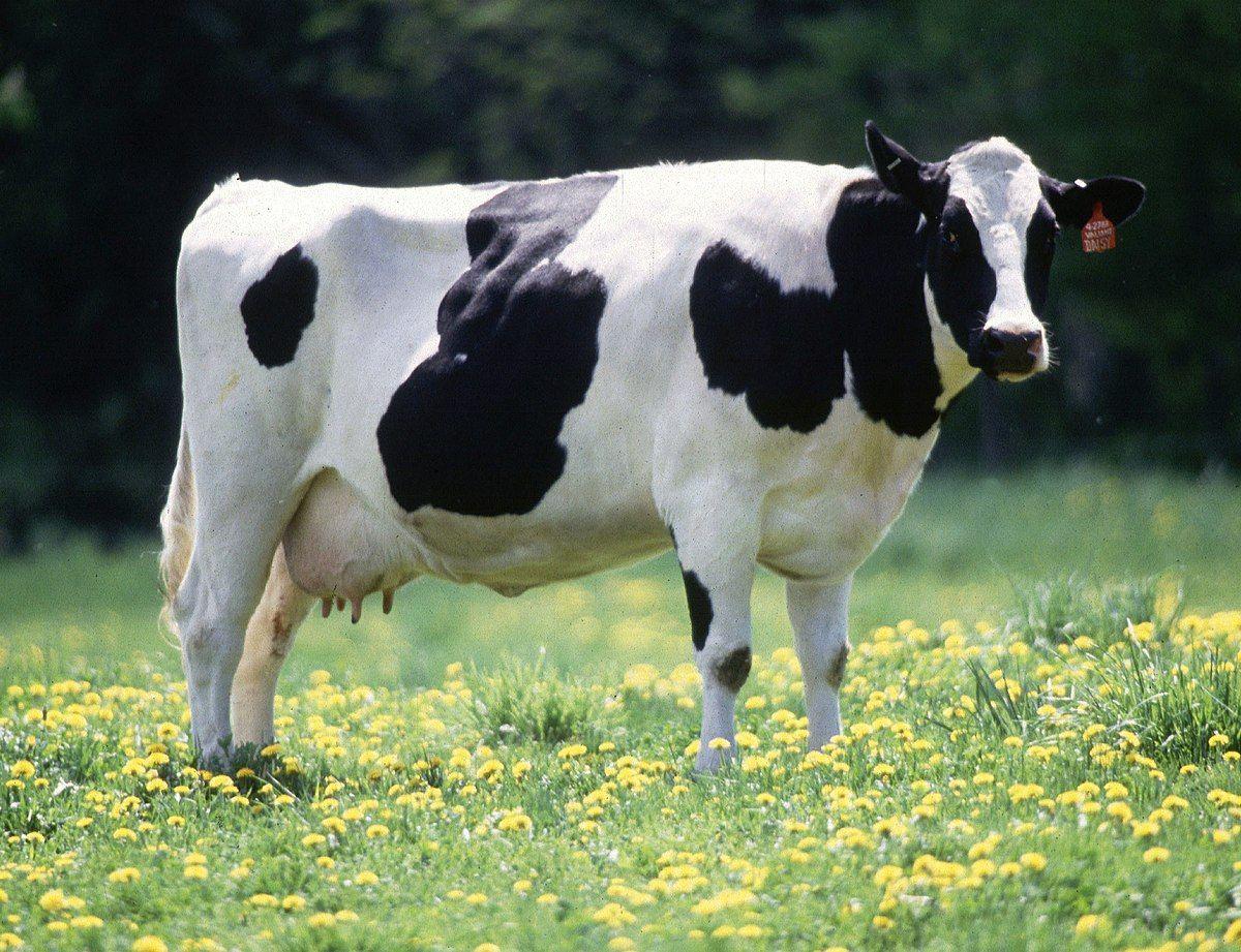 Black and White Cow Logo - Holstein Friesian cattle