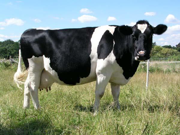 Black and White Cow Logo - Black & White Cow - A-Z Animals