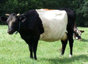 Black and White Cow Logo - The Livestock Conservancy