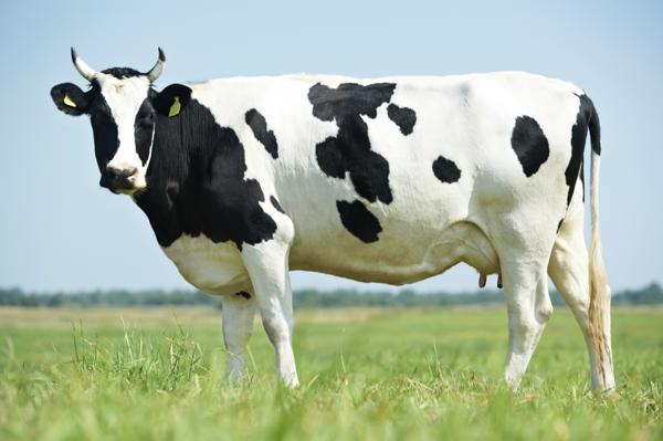 Black and White Cow Logo - A Really Stunning List of 20 Animals That are Black and White
