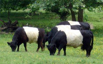 Black and White Cow Logo - Belted Galloway Cows - Our Beef Cattle at Gwynnbrook Farm - Article ...