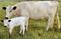 Black and White Cow Logo - Breeds - British White - The Dairy Site