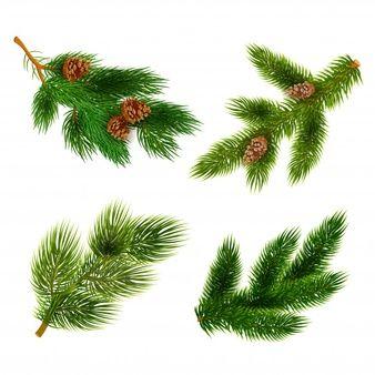Pine Tree Branch Logo - Pine Vectors, Photo and PSD files