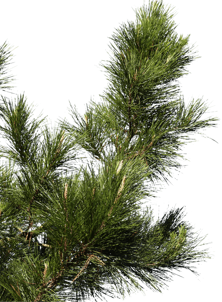 Pine Tree Branch Logo - Pine Branch 02 Free Texture Download by 3dxo.com
