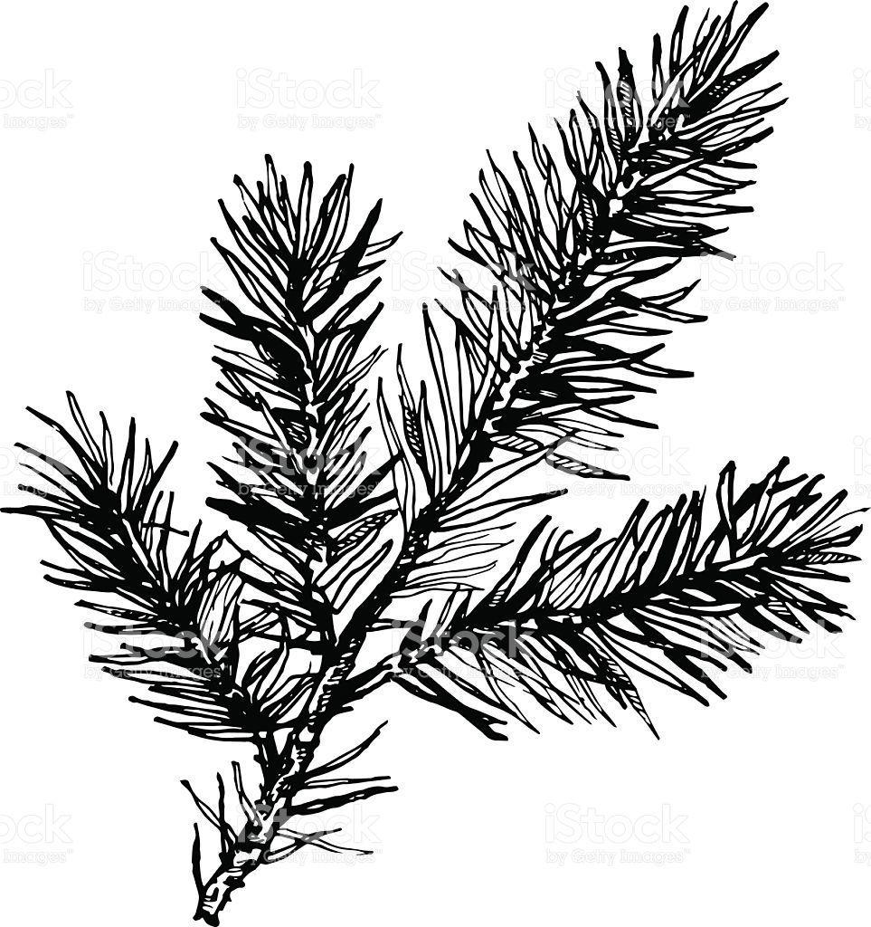 Pine Tree Branch Logo - Hand drawn pine tree branch isolated on white background. Ink ...