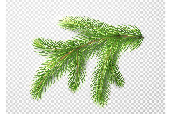 Pine Tree Branch Logo - Fir branch. Christmas tree, pine needles isolated on transparent