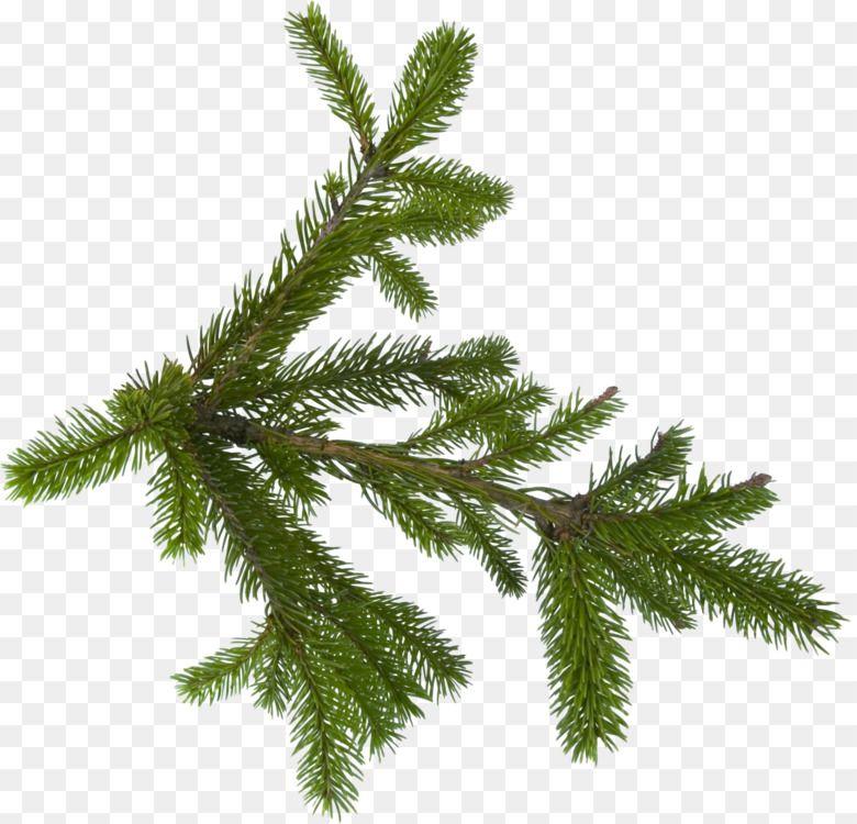 Pine Tree Branch Logo - Fir Pine Tree Branch Blue spruce Free PNG Image, Pine, Tree free