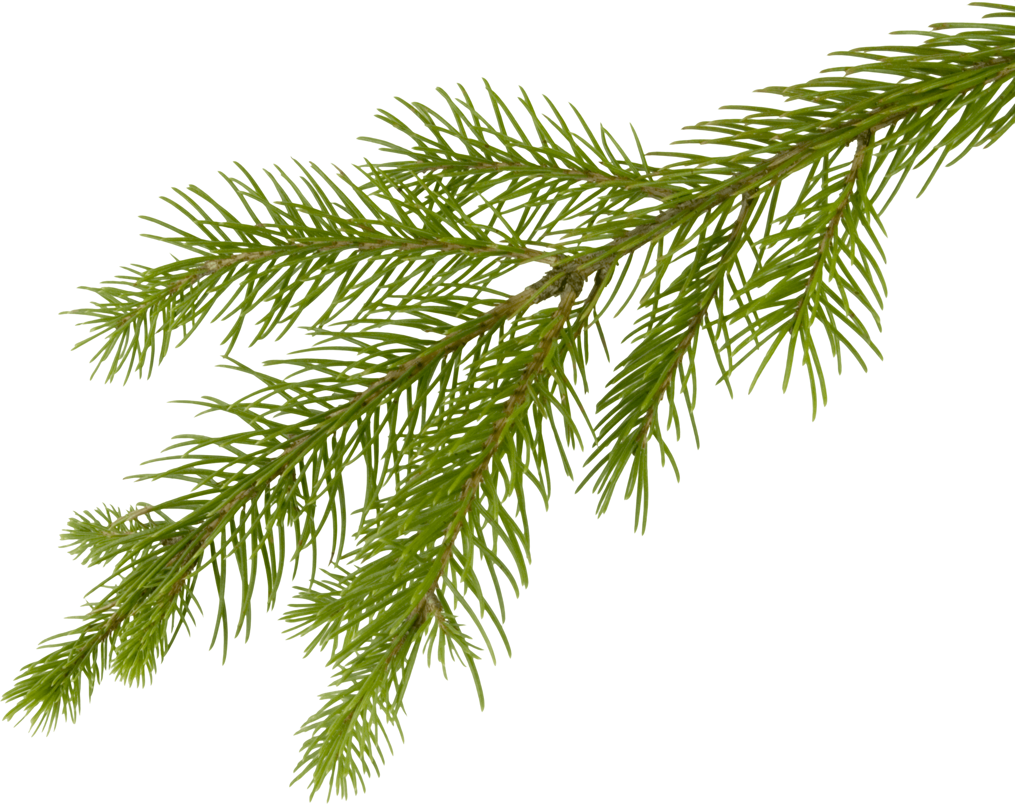 Pine Tree Branch Logo - Fir Tree PNG Image, Free Download Picture
