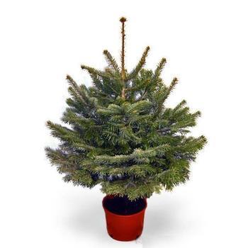 Pine Tree Branch Logo - Real Christmas Trees Delivered and Decorated | Pines and Needles