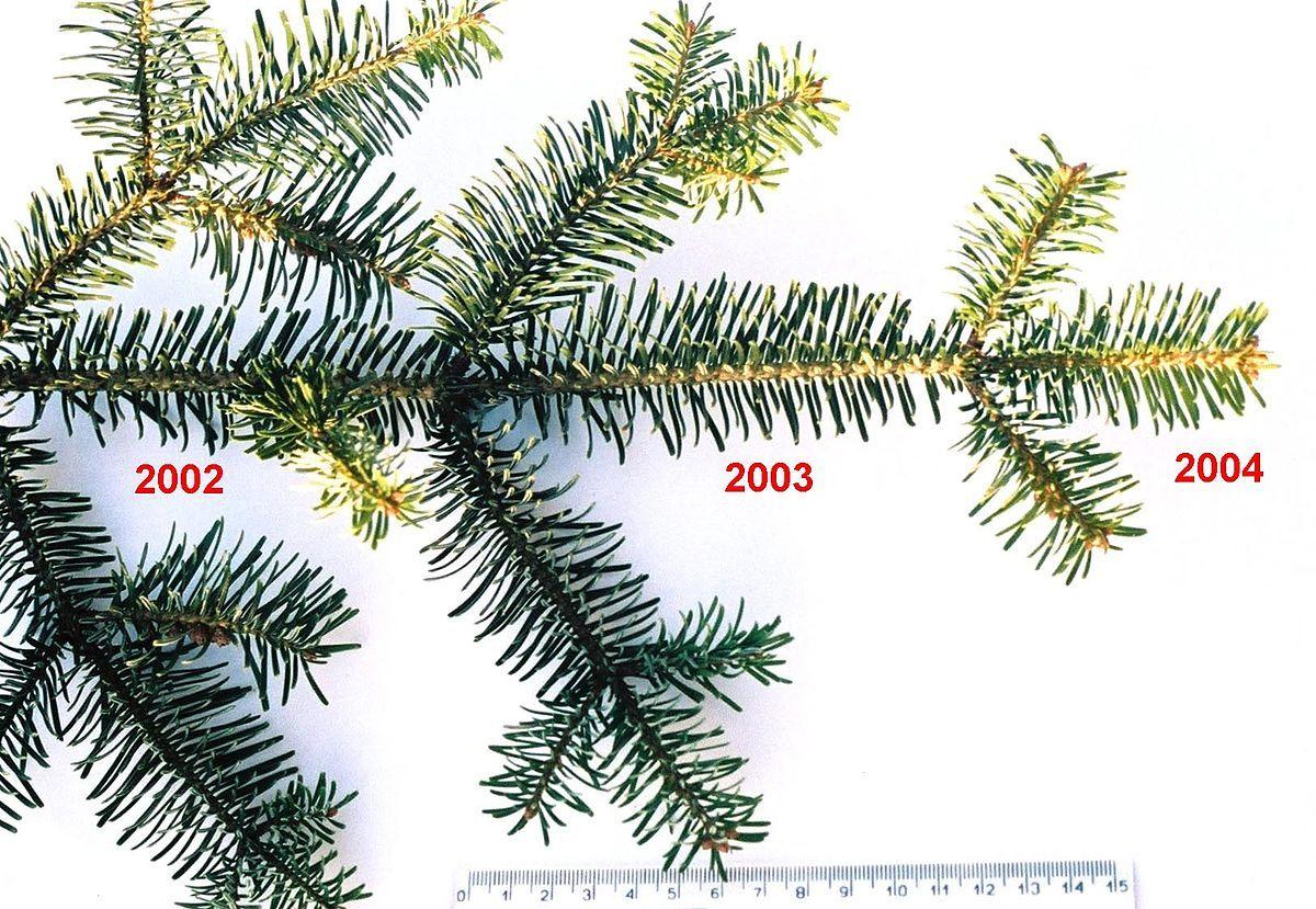 Pine Tree Branch Logo - Evergreen