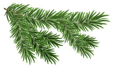 Pine Tree Branch Logo - Search photos Category Plants and Flowers > Trees > Pine Tree