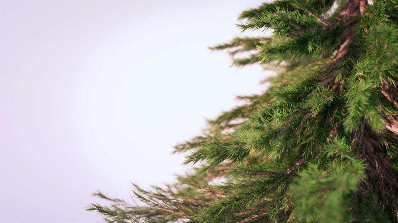 Pine Tree Branch Logo - Creating Photorealistic Pine Trees in Blender