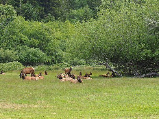 Elk Meadow Logo - Elk herds frequently are located at the Elk Meadow Cabins - the ...