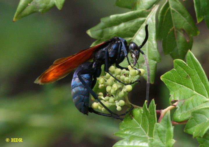 Orange and Blue Hornet Logo - Pompilid wasps