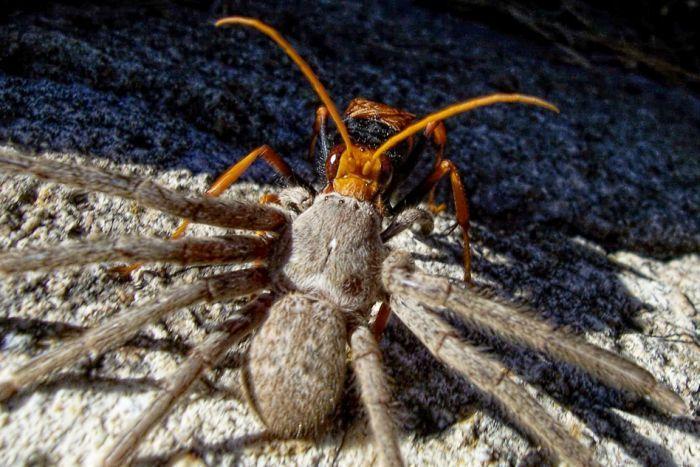 Orange and Blue Hornet Logo - Huntsman-killing spider wasps turn arachnids into baby incubators ...