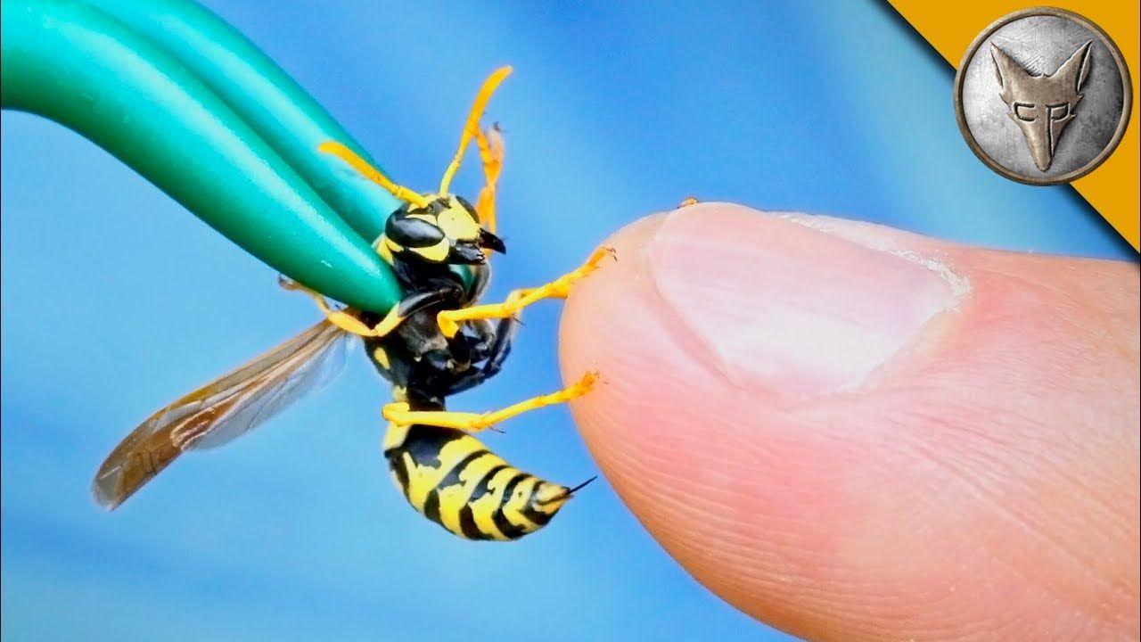 Orange and Blue Hornet Logo - STUNG by a YELLOW JACKET! - YouTube