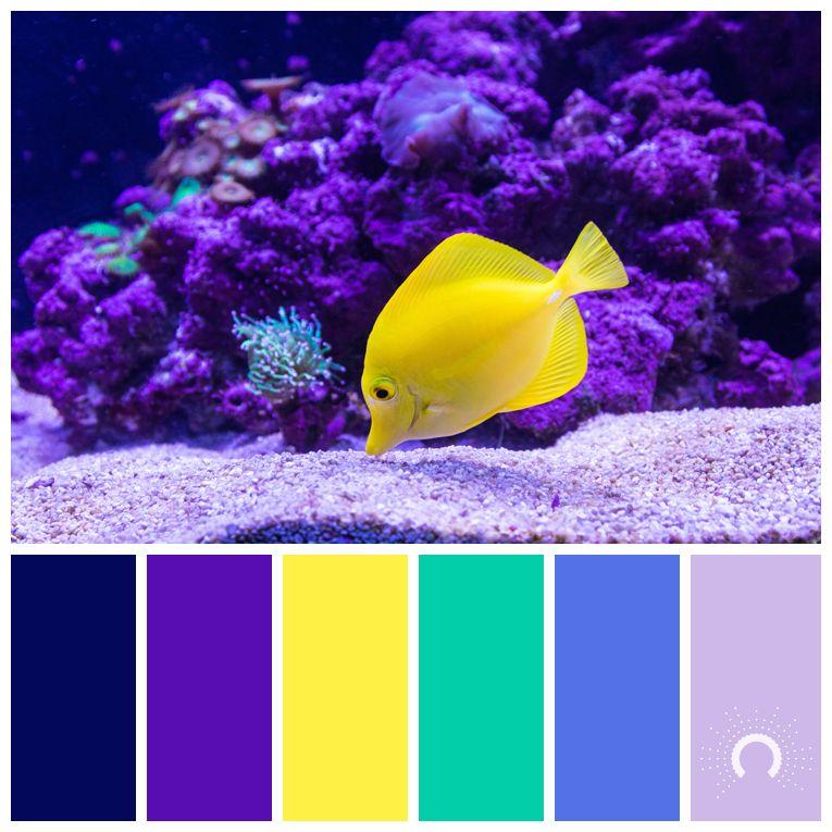 Purple Yellow Red Blue Logo - purple - astelle's colors