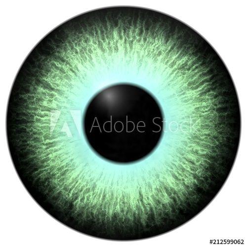 White and Green Eye Logo - Green eye animal 3D with white background this stock