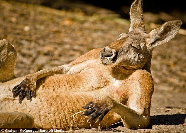 Kangaroo and Sun Logo - Kangaroo relaxing in the sun