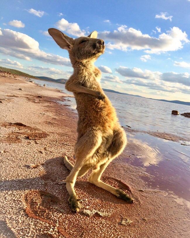 Kangaroo and Sun Logo - A baby kangaroo who loves the Sun
