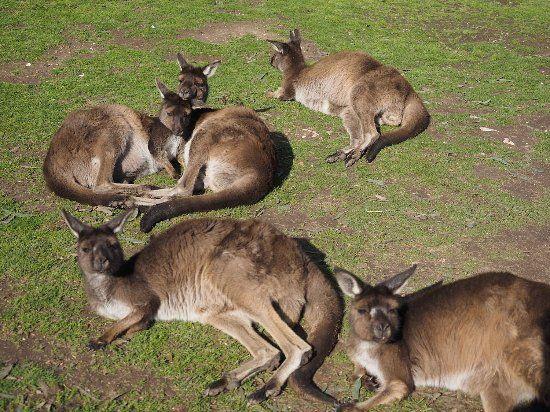 Kangaroo and Sun Logo - Kangaroos lazing in the sun. - Picture of Ballarat Wildlife Park ...