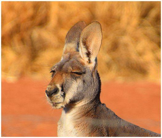 Kangaroo and Sun Logo - Beautiful kangaroo in evening sun - Picture of The Kangaroo ...