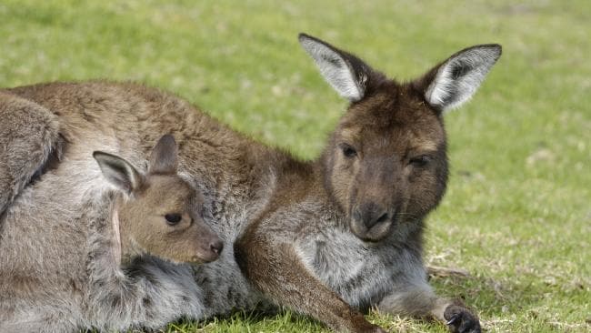 Kangaroo and Sun Logo - Kangaroo joeys mutilated in Brown's Reserve, Greensborough