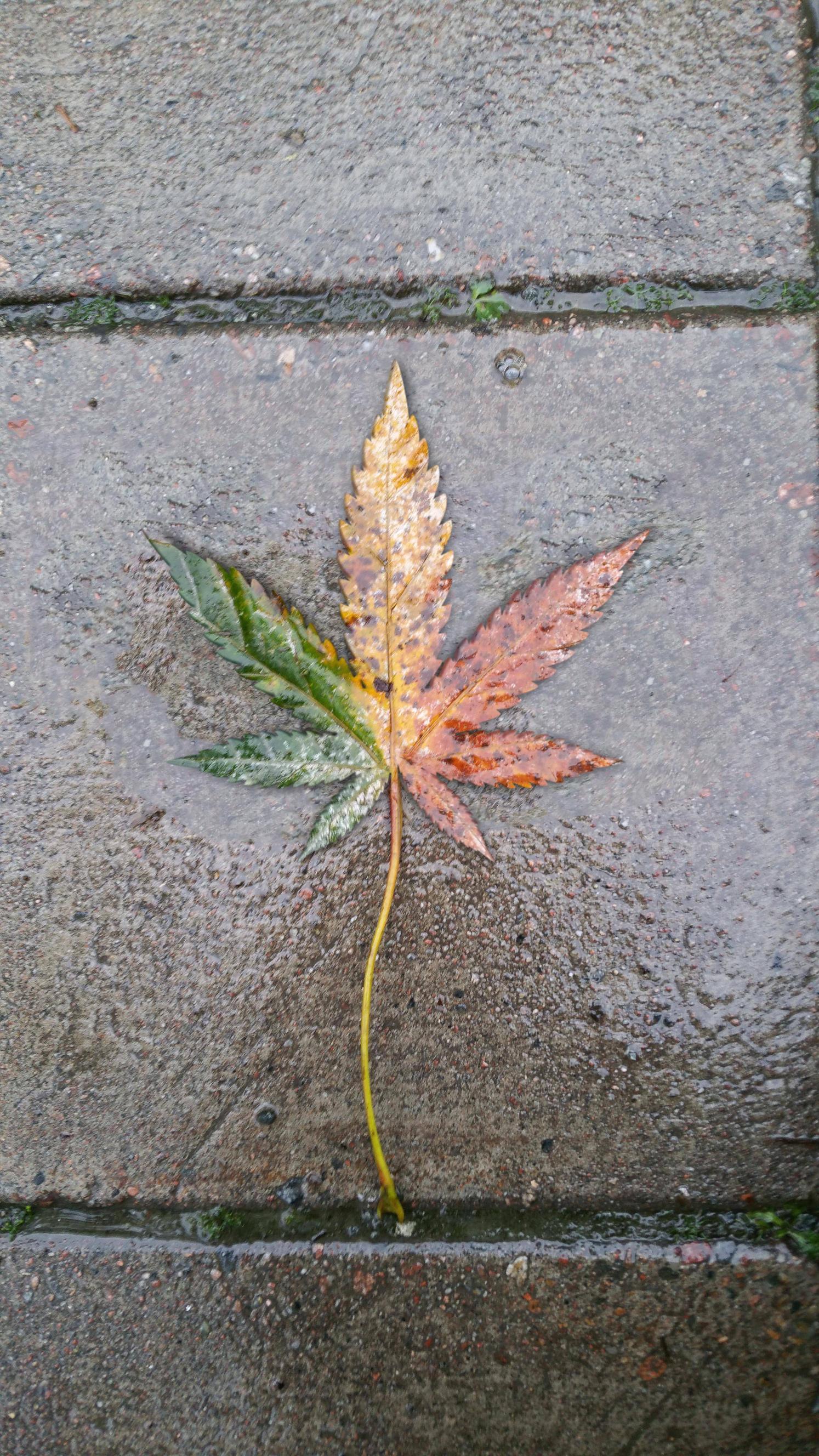 Three Colored Leaves Logo - This leaf is uniformly three colored : mildlyinteresting