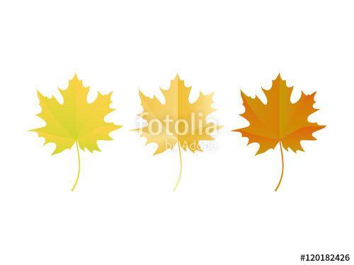 Three Colored Leaves Logo - Autumn leaves on a white background. Three colored leaves. Autumn