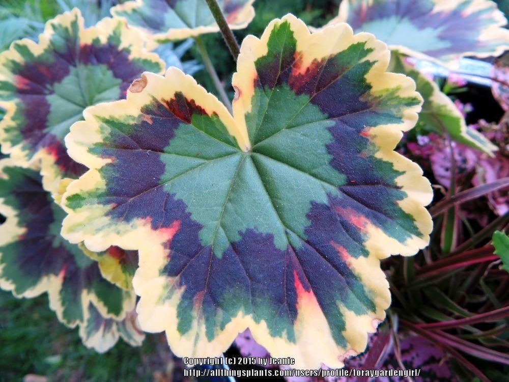 Three Colored Leaves Logo - Photo of the leaves of Three-colored Geranium (Pelargonium tricolor ...