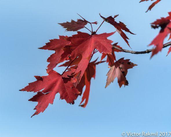 Three Colored Leaves Logo - Red Leaves (Three Photographs) | Victor Rakmil Photography