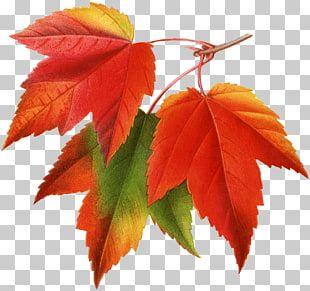 Three Colored Leaves Logo - 2,416 maple leaves PNG cliparts for free download | UIHere