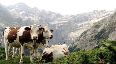 Swiss Farms Logo - Swiss farmers milk world's highest subsidies - The Local